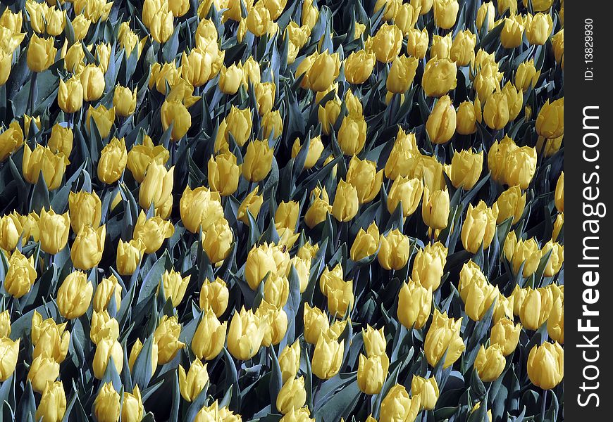 Beautiful yellow tulips at the garden. Beautiful yellow tulips at the garden