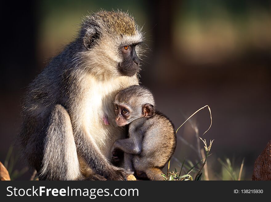 A small monkey is sitting with his mother in the grass