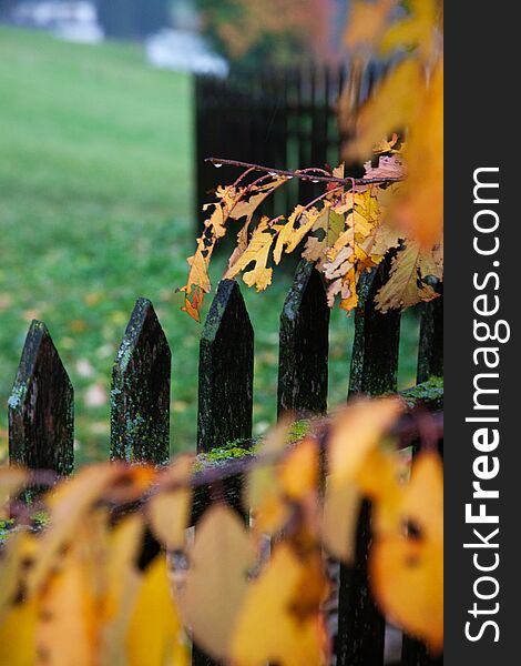 yellow autumn foliage on fence