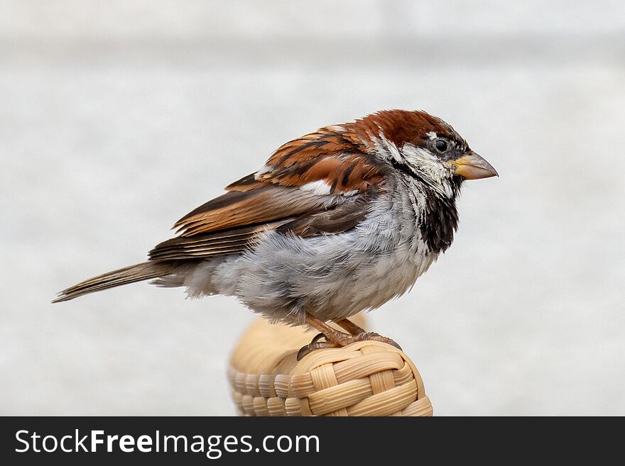 Male House Sparrow Perched on a table