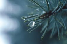 Free Water Drops On Tree Branch In The Rainy Twilight Stock Photos - 138256493