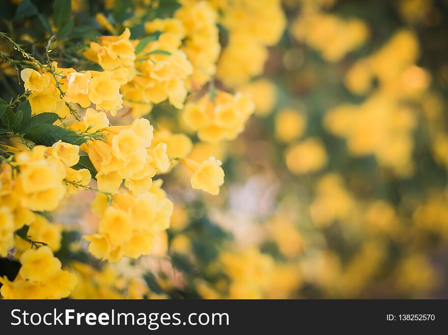 Yellow blossom flower wall blur background beautiful nature with copy space.