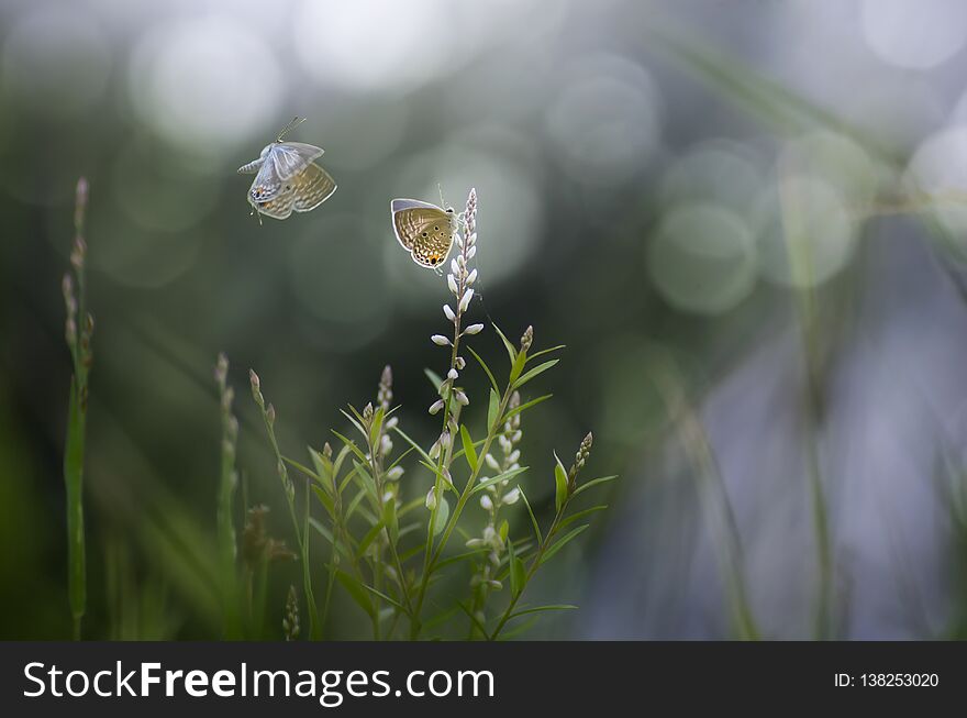 Butterfly Couple Love