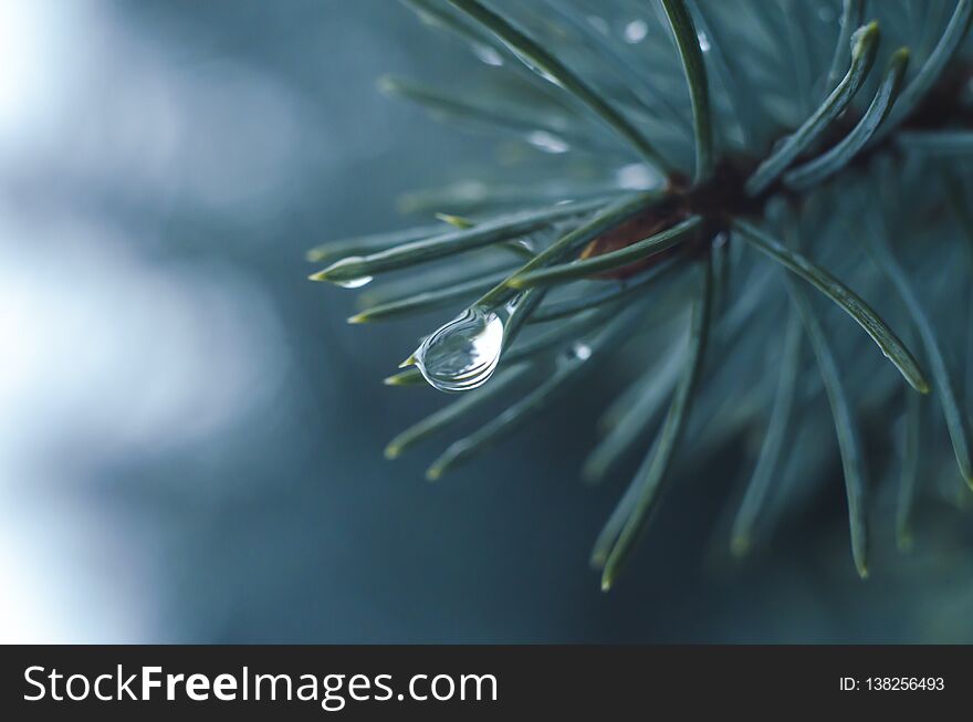 Water Drops On Tree Branch In The Rainy Twilight