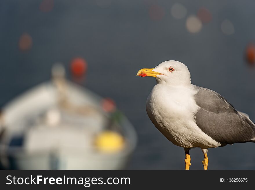 Close up of a Seagull in a port