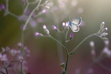 Butterfly Is Beauty Royalty Free Stock Photos Butterfly Is Beauty Royalty Free Stock Photos