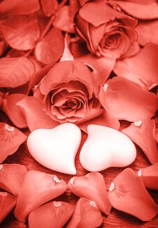 Coral Rose Flowers Hearts Valentines Day Wedding Royalty Free Stock Image