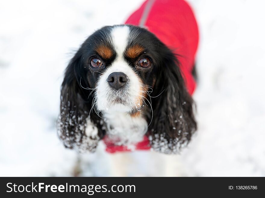 Cute dog on the snow, winter background