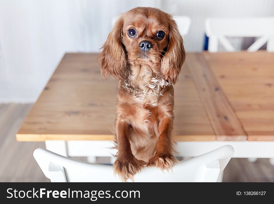 Adorable puppy on the white kitchen chair