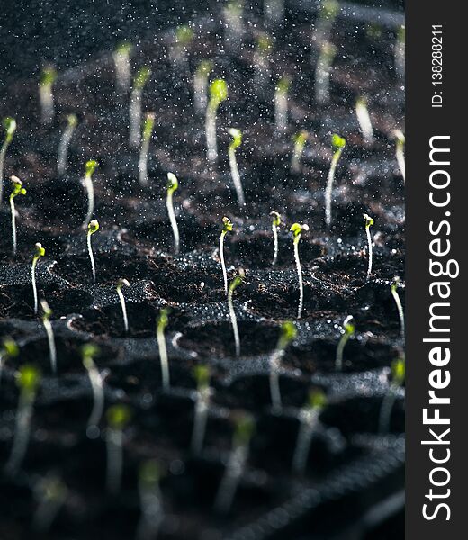 Young salad in container sprayed with water