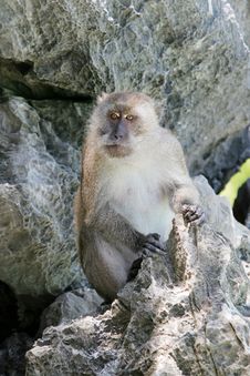 Monkey Stock Image