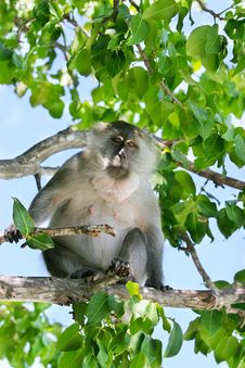 Monkey Royalty Free Stock Photos