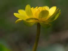 Yellow Buttercup Stock Photo Yellow Buttercup Stock Photo