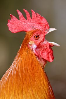 Red Rooster Bird In Closeup Stock Photo Red Rooster Bird In Closeup Stock Photo
