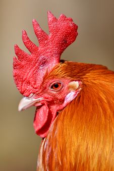 Red Rooster Bird In Closeup Royalty Free Stock Images Red Rooster Bird In Closeup Royalty Free Stock Images