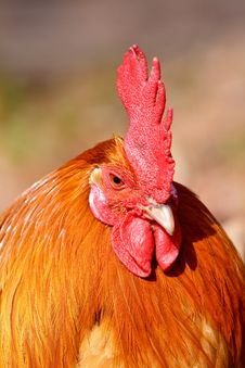 Red Rooster Bird In Closeup Stock Photos Red Rooster Bird In Closeup Stock Photos