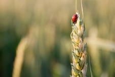 Ladybird On Ear Royalty Free Stock Photos