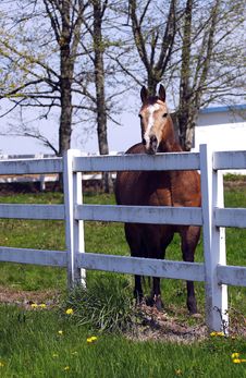 Horse Behind A Fence. Stock Image Horse Behind A Fence. Stock Image