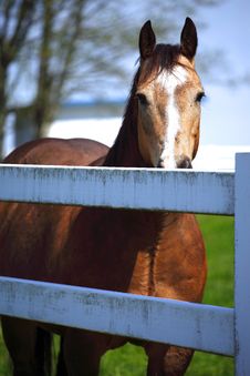 Horse Behind A Fence. Royalty Free Stock Photos Horse Behind A Fence. Royalty Free Stock Photos
