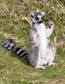 Ring Tailed Lemur Sitting In The Grass Royalty Free Stock Image