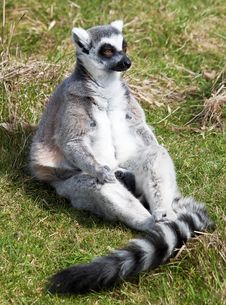Ring Tailed Lemur Sitting In The Grass Royalty Free Stock Photography