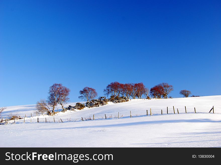 Trees In Snow