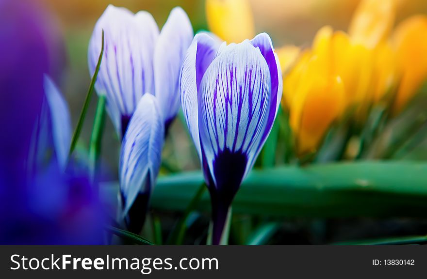 Purple and yellow crocuses, spring landscape (shallow DOF)