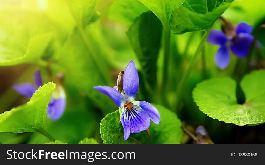 Viola  spring landscape (shallow DOF)