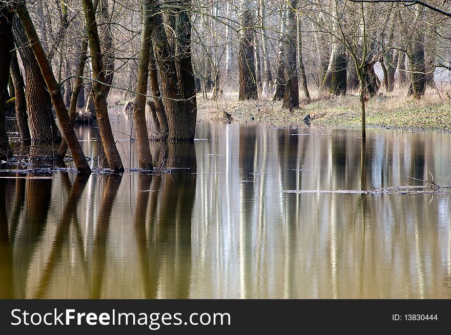 Trees Standing In Water