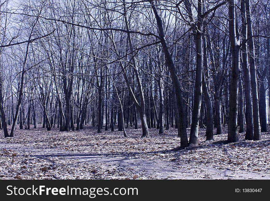 Photo of autumn park, the earth is laid by leaves