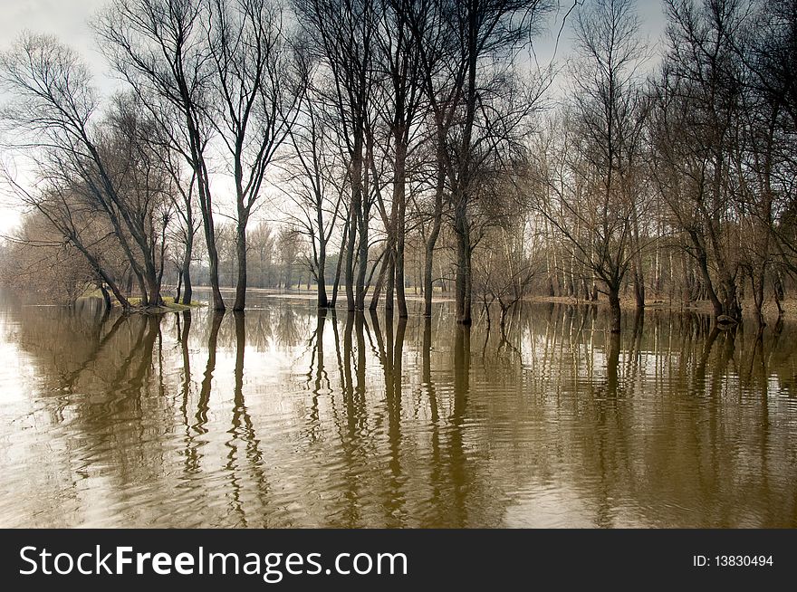 Trees standing in water during a spring flood