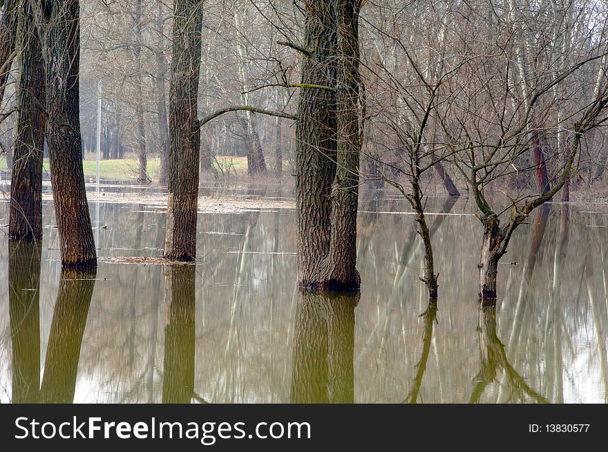 Trees Standing In Water