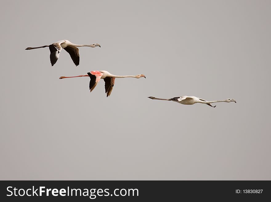 Three flamingos flying over the Evros Estuary in Greece