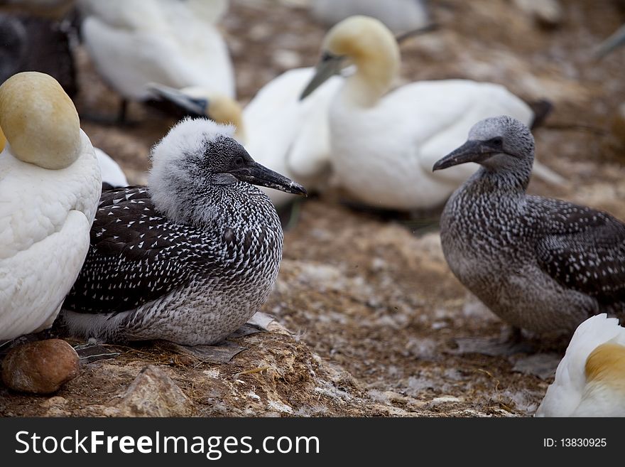 Island in Gaspésie–Îles-de-la-Madeleine region, eastern Quebec province, sanctuary for thousands of nesting gannets. Island in Gaspésie–Îles-de-la-Madeleine region, eastern Quebec province, sanctuary for thousands of nesting gannets