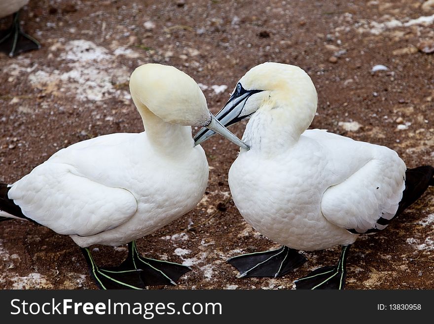 The Gannets Cermony Of Seduction