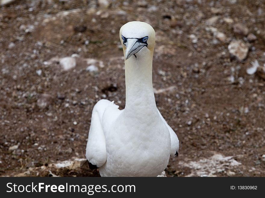 Island in Gaspésie–Îles-de-la-Madeleine region, eastern Quebec province, sanctuary for thousands of nesting gannets. Island in Gaspésie–Îles-de-la-Madeleine region, eastern Quebec province, sanctuary for thousands of nesting gannets