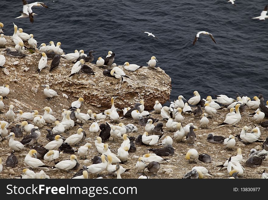 Island in GaspÃ©sieâ€“ÃŽles-de-la-Madeleine region, eastern Quebec province, sanctuary for thousands of nesting gannets. Island in GaspÃ©sieâ€“ÃŽles-de-la-Madeleine region, eastern Quebec province, sanctuary for thousands of nesting gannets