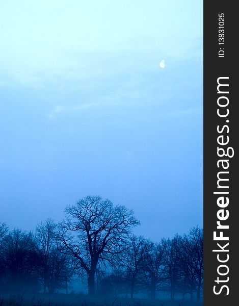 Mysterious forest with view of moon