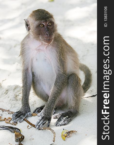 Monkey from Monkey Beach in Thailand