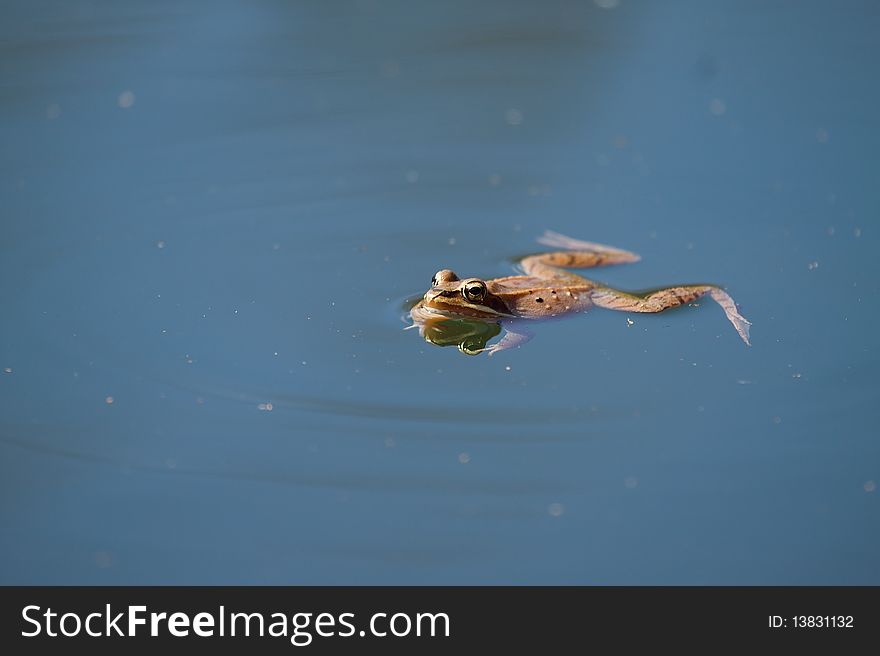A Frog floating on water