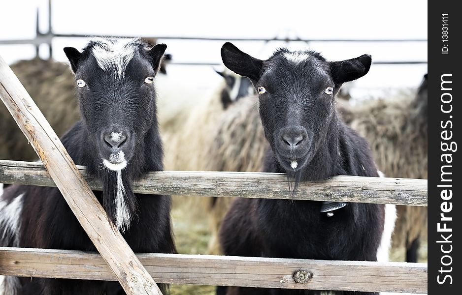 Two young goats standing in wooden stable and looking surprised to camera.focus on eyes. Two young goats standing in wooden stable and looking surprised to camera.focus on eyes.