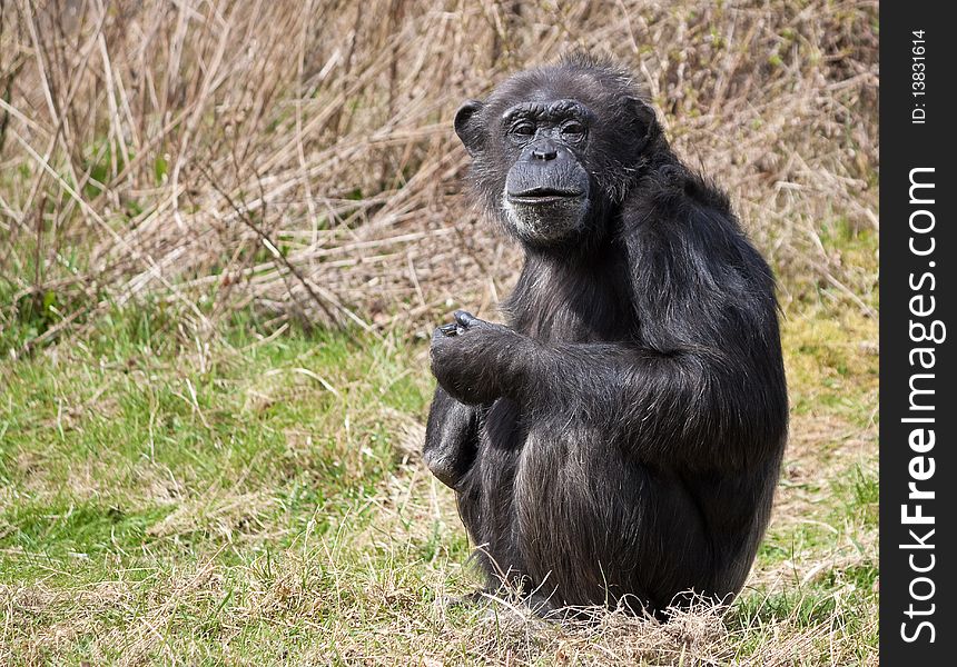 Chimpanzee Sitting And Looking At The Camera