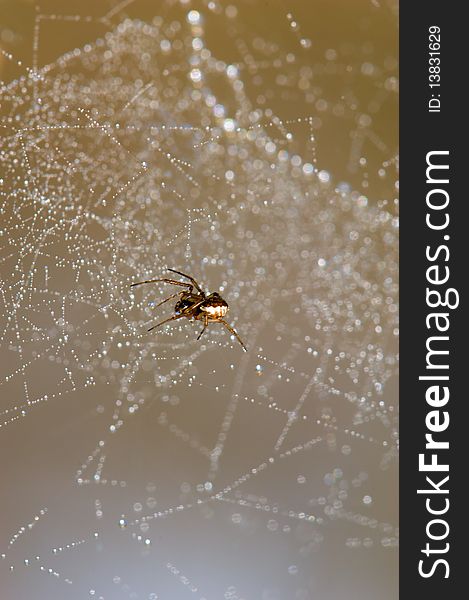 Spider Web with Water Drops