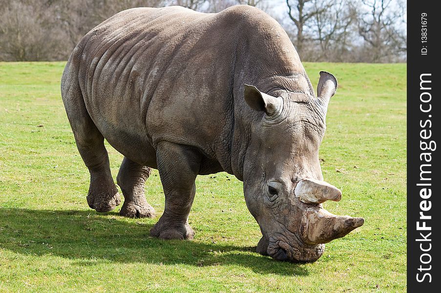 Front view of a white rhinoceros grazing. Front view of a white rhinoceros grazing