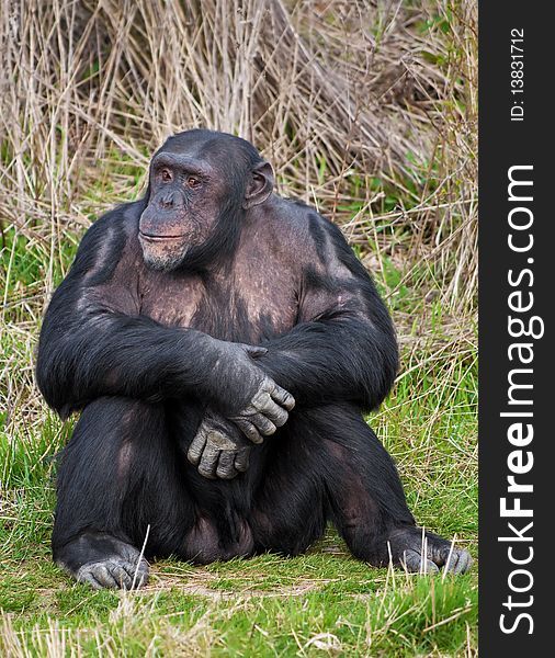 Chimpanzee sitting in a human position in the grass