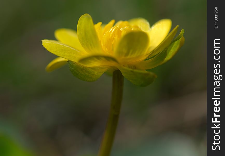 Yellow buttercup macro close up in nature