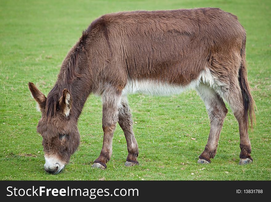 A donkey grazing in a green field. A donkey grazing in a green field