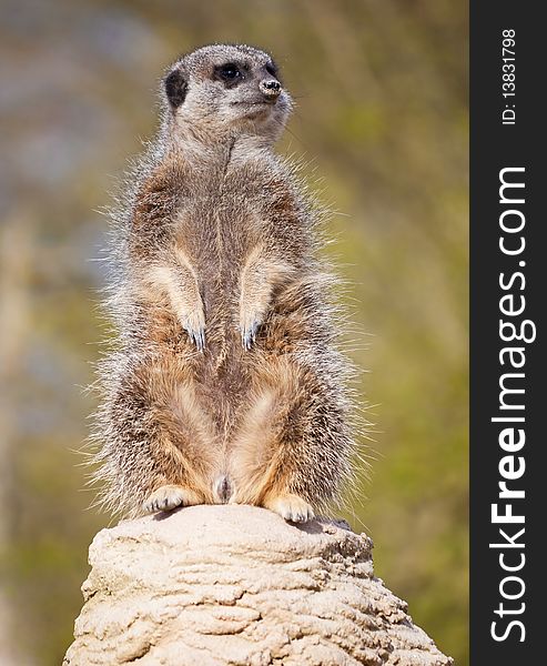 A vigilant meerkat on a rock looking out for predators with a blur background. A vigilant meerkat on a rock looking out for predators with a blur background