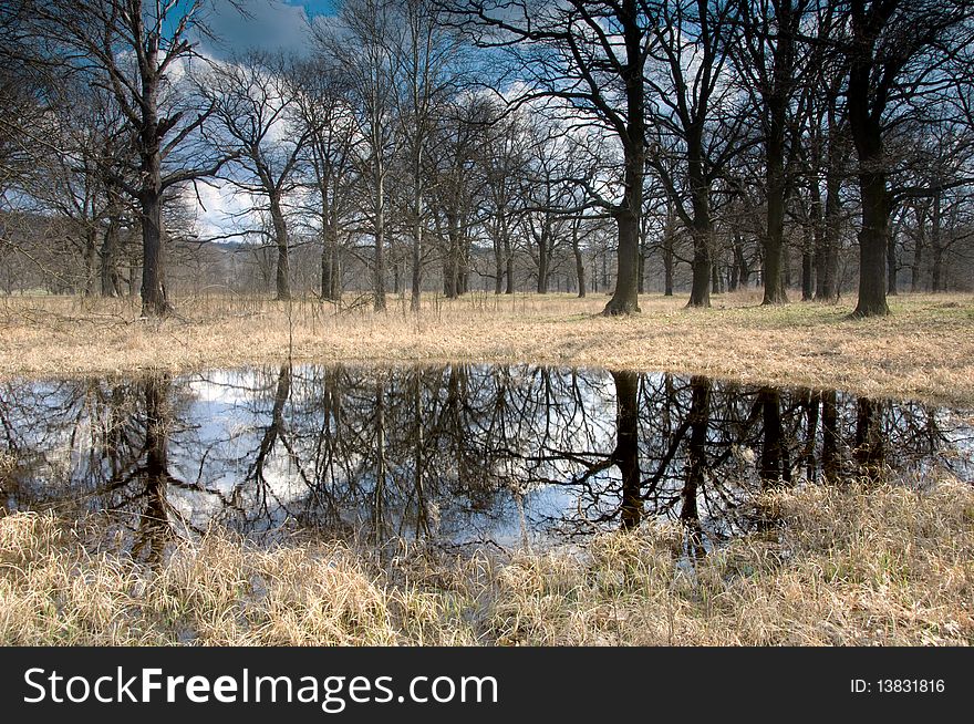 Mysterious Forest At A Pond