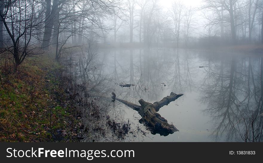 Mysterious forest at a pond